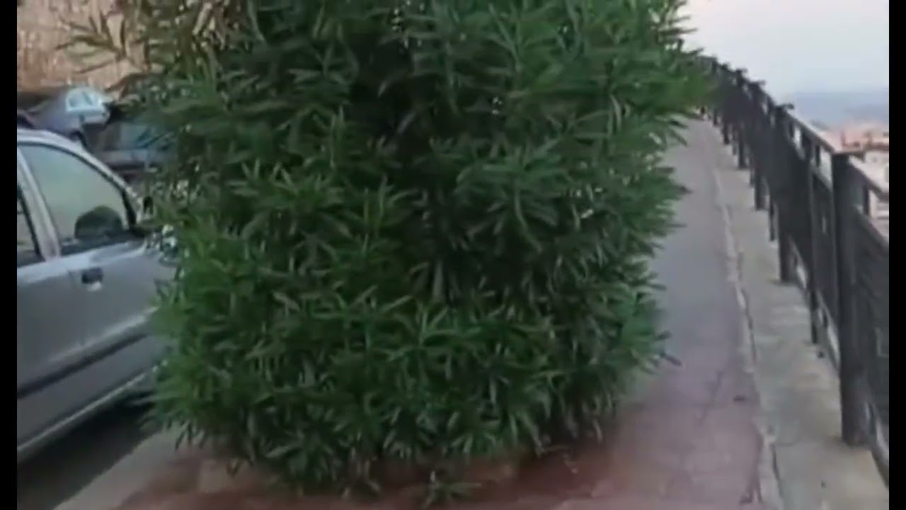 Agrigento, le mura medievali di Porta Di Mare andate ancora a fuoco