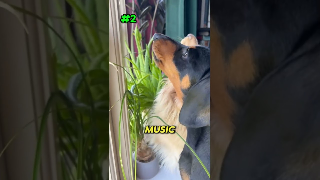 5 Reasons Why Your Dog Sniffs Everything!