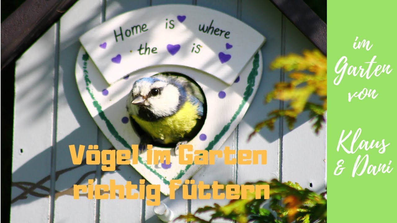 Vögel in den Garten locken, die wichtigsten Nützlinge
