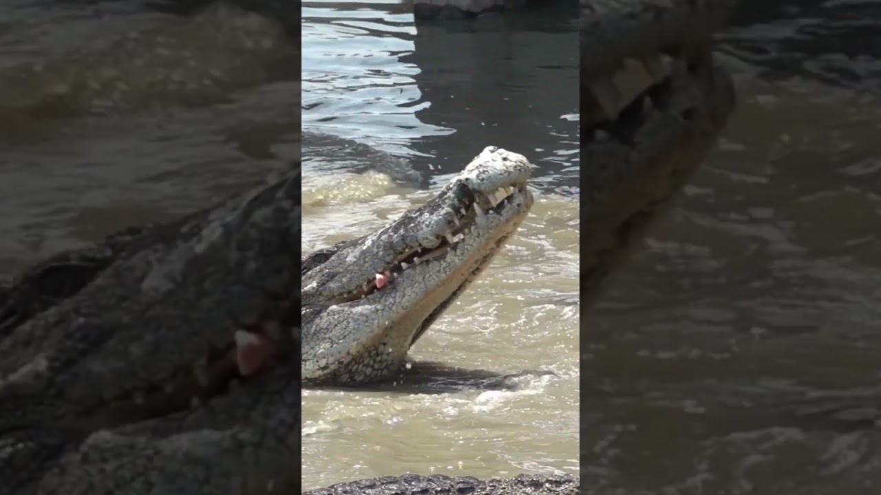 Il Coccodrillo del Nilo