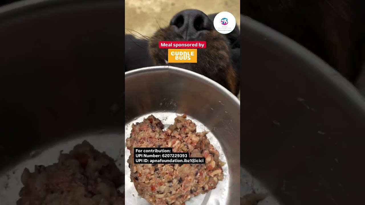 Dimpu | Story of rescued dog | Apna Foundation | Stray Dog Rescue | 