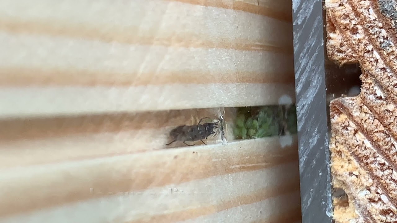 Passaloecus :solitary  wasp? stocking her nest with aphids  Nurturing Nature