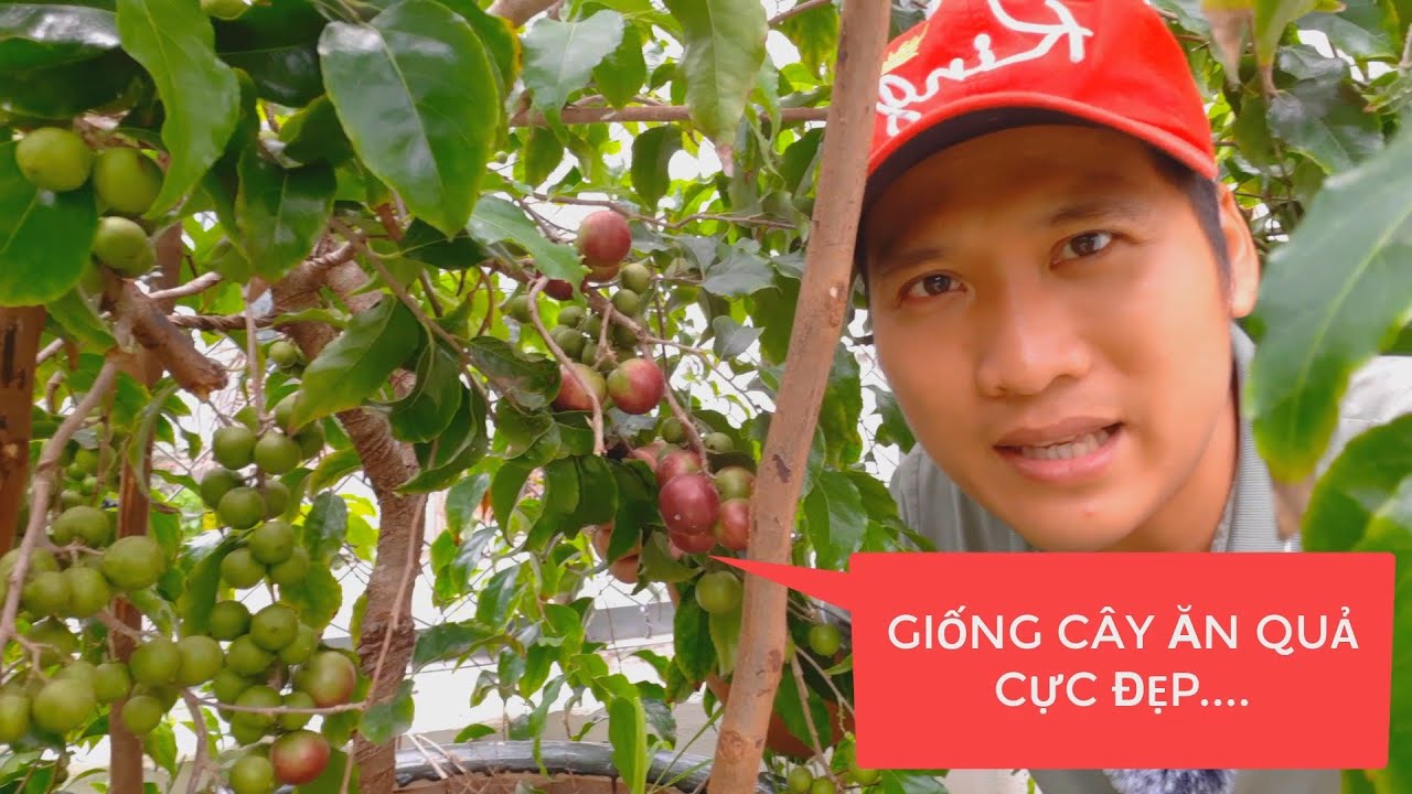 Trồng cây hồng quân trong chậu sau 1 năm thành quả bất ngờ.