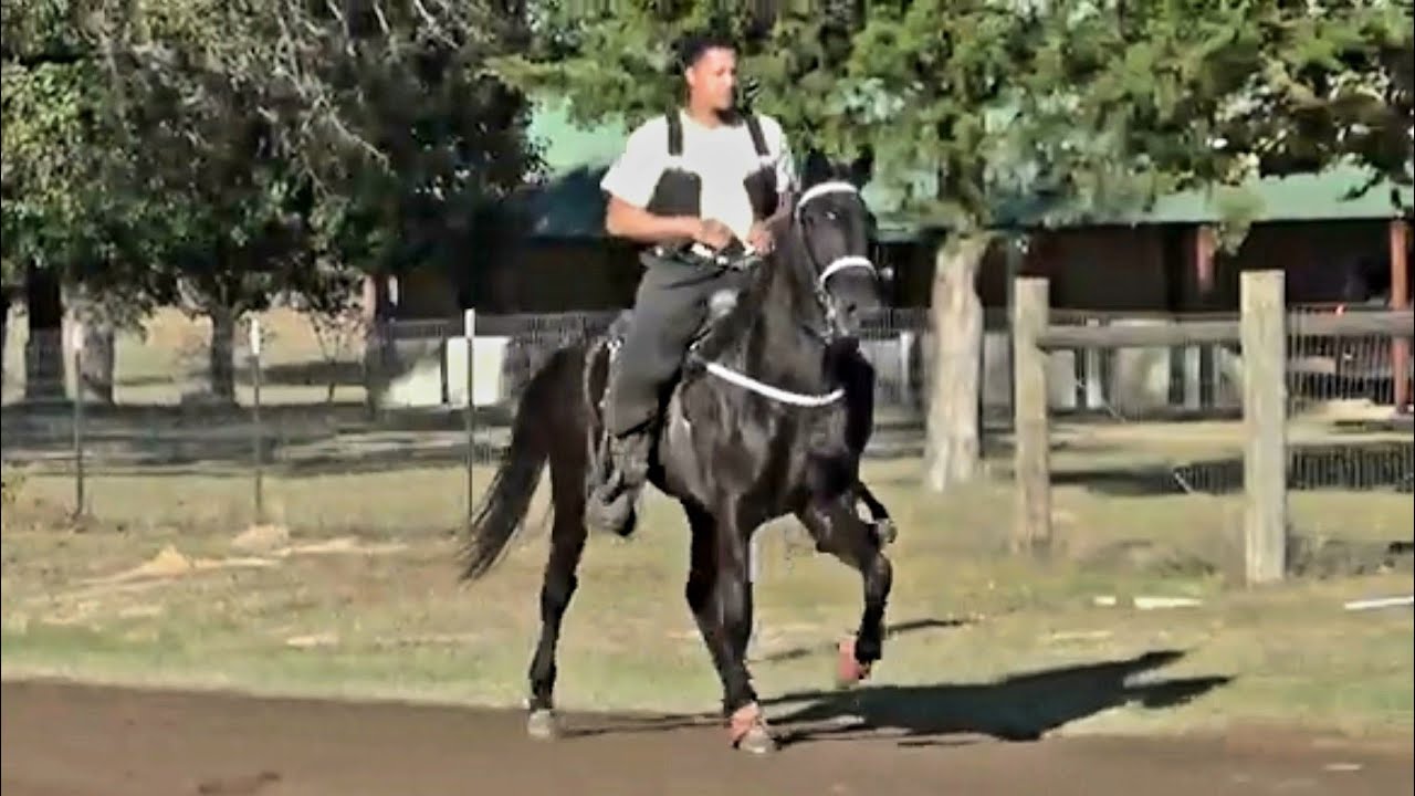 2025 O'Farrel, Texas Gaited Horse Trail Ride