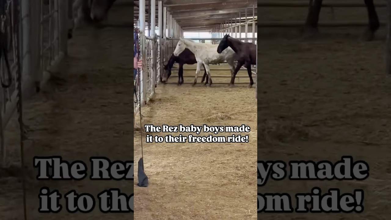 Don&rsquo;t Let His Journey End in a Slaughterhouse #sanctuary #auction #rescue #horse