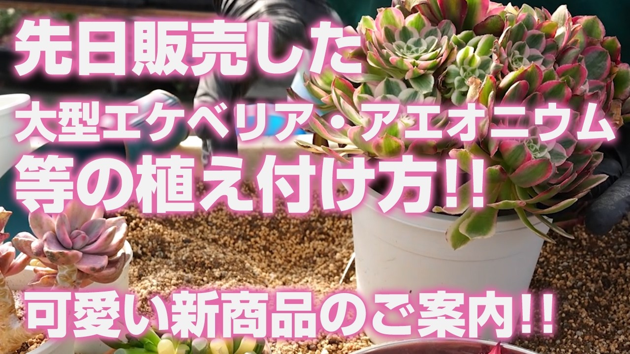 【多肉植物】先日販売した大型エケベリア・アエオニウム・五十鈴玉の植え付け方!!可愛い新商品のご案内!!【succulent】トロピカルガーデン
