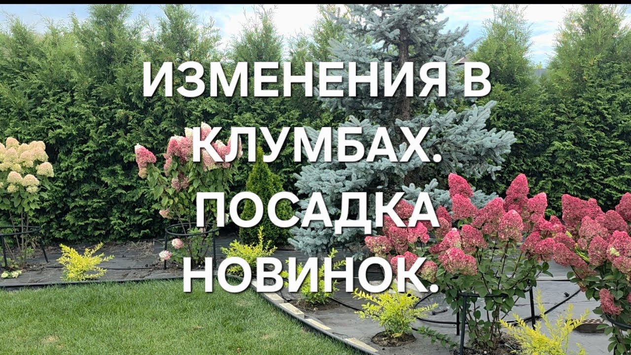 ИЗМЕНЕНИЯ В КЛУМБАХ. ПОСАДКА НОВИНОК. 