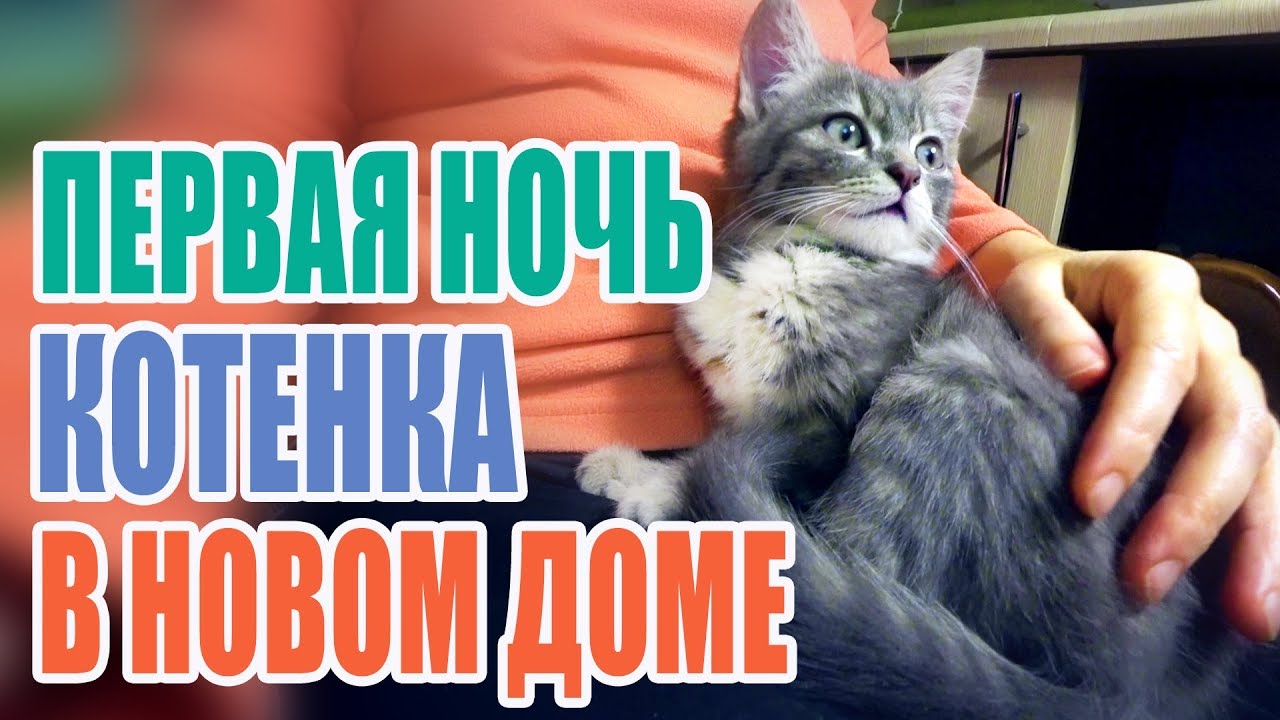 Первая ночь котенка в доме. Кто из нас выспался. Спать или не спать в постели с котом.