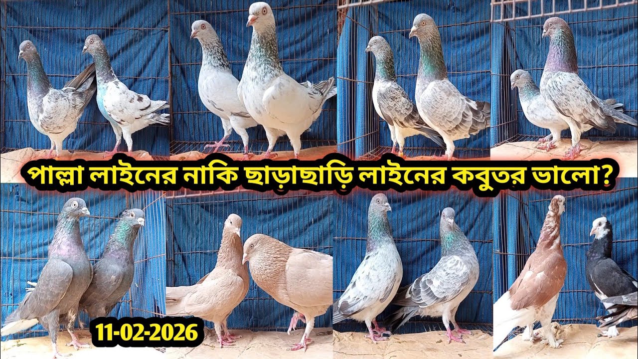 11-02-2026 পাল্লা লাইনের নাকি ছাড়াছাড়ি লাইনের কবুতর ভালো? হাই-ফ্লাইং গিরিবাজ কবুতর কিনুন | Pigeons 