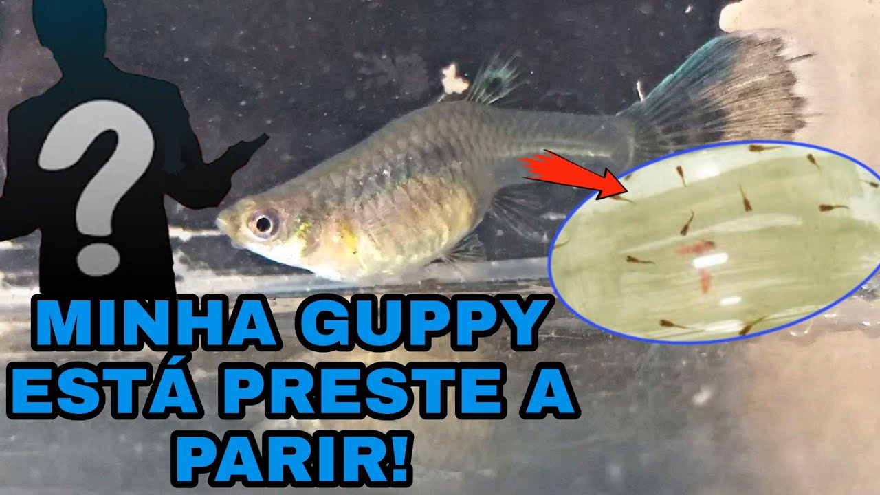 COMO SABER QUANDO MINHA GUPPY VAI CRIAR/PARIR