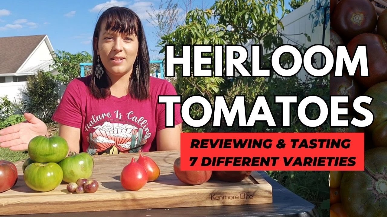 Review & tasting 7 heirloom tomatoes #heirloomtomatoes #besttastingtomato #vegetablegarden #garden