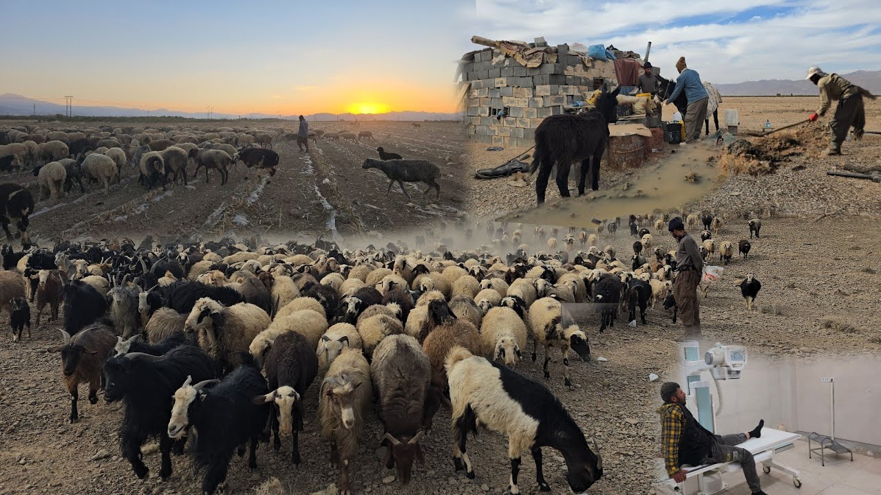 Настоящая жизнь кочевника в Иране 🐑 | Ремонт пруда для овец, помощь в пустыне и экстренная