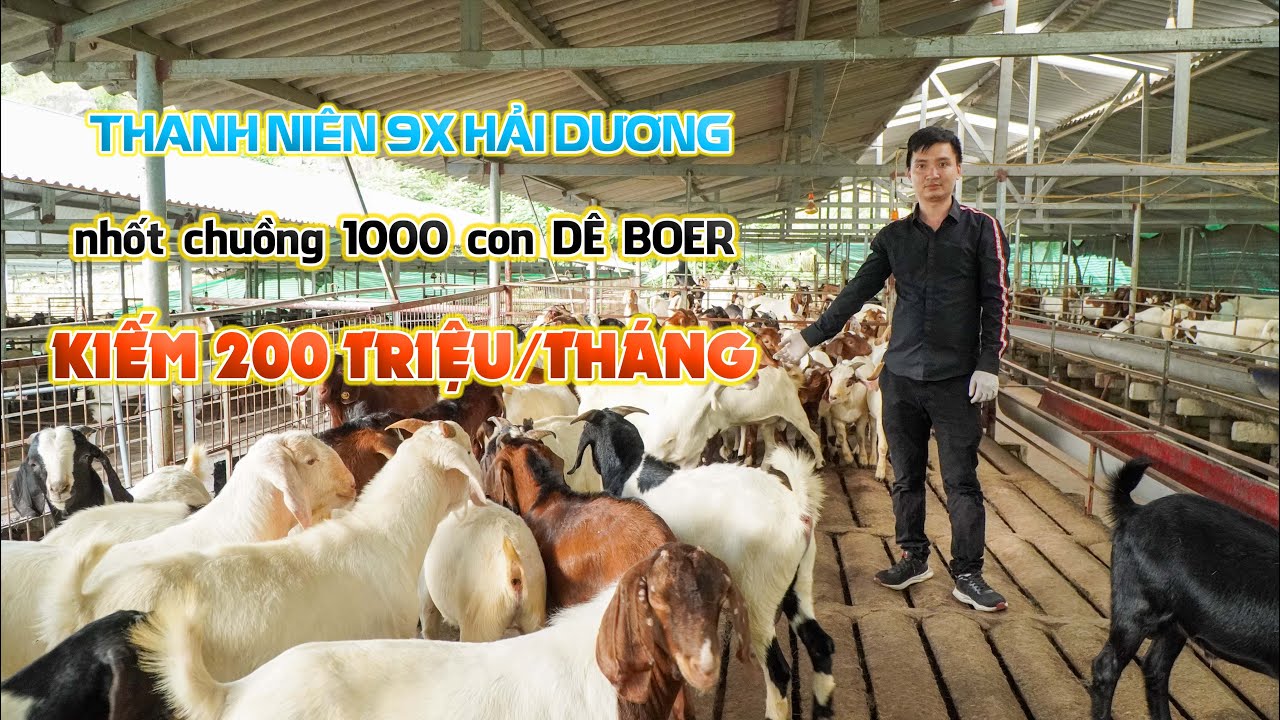 Thu nhập 200 triệu/tháng từ nuôi dê Boer || Mô hình & kỹ thuật nuôi dê Boer làm giàu