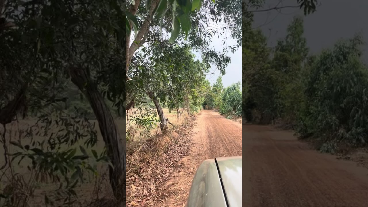 Driving the back roads through Rice farms in Roi Et Thailand. 🌾 🇹🇭 