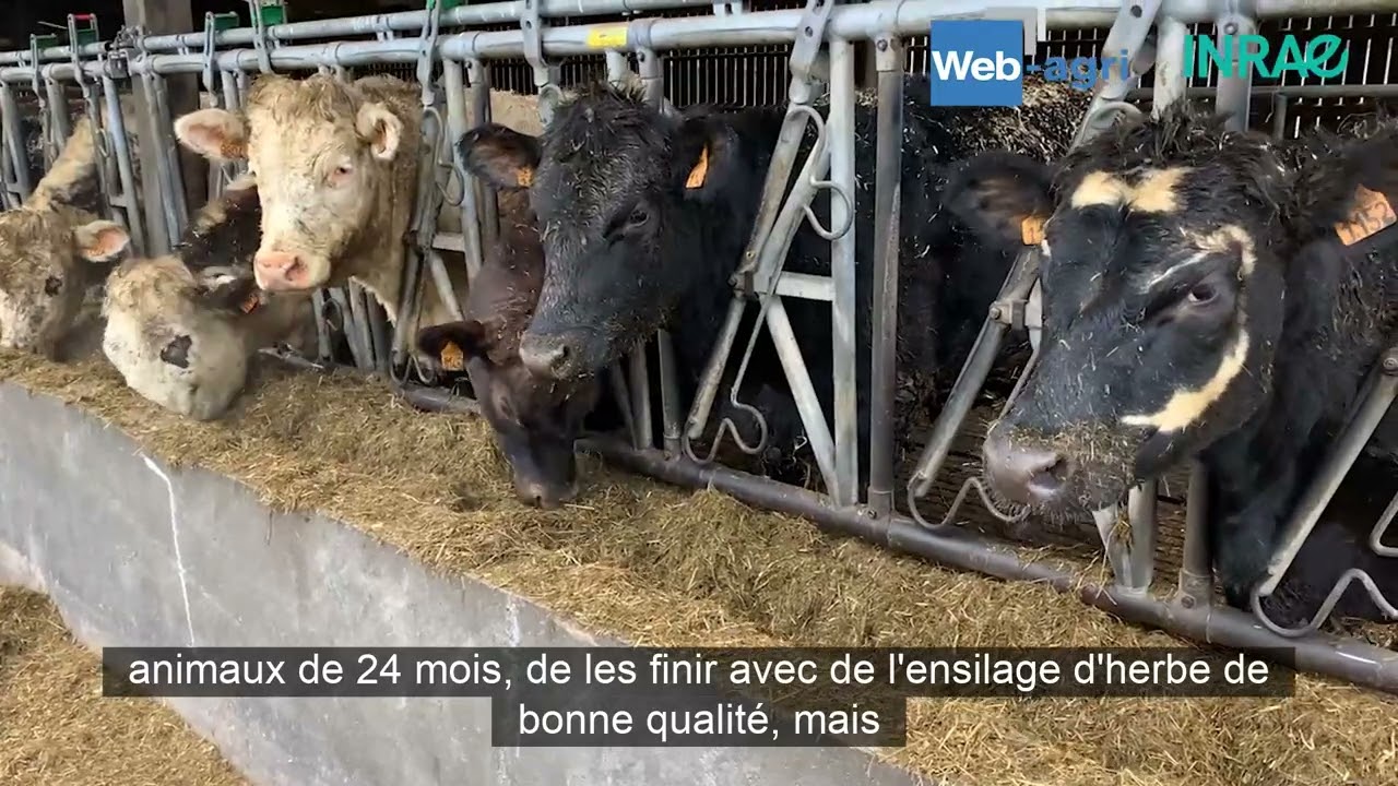 Produire de la viande en élevage laitier grâce au croisement Angus