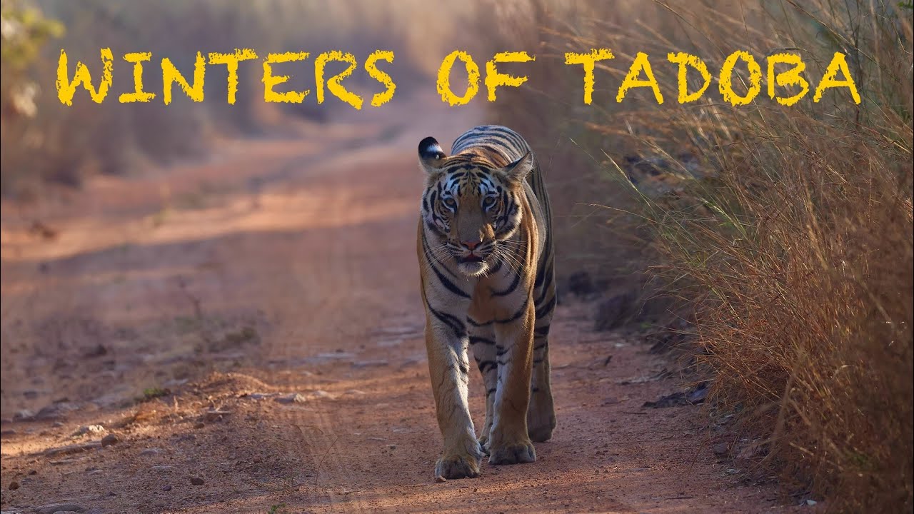 Winters of TADOBA | Tigers of TADOBA | Magical Winters of TADOBA