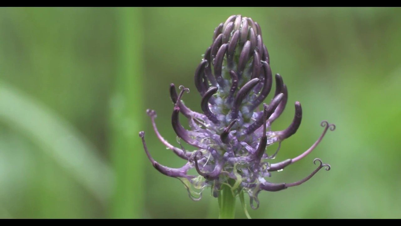 Edelhert in Het Groene Woud