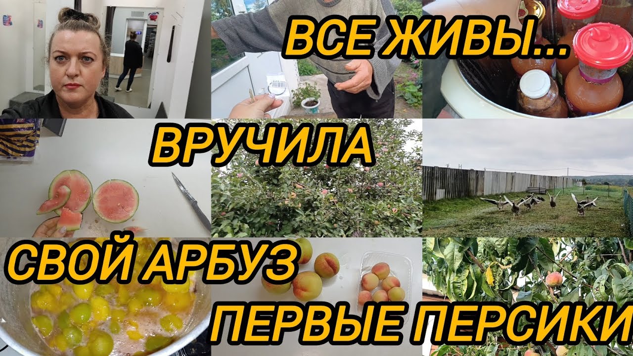 ВСЕ ЖИВЫ. ВРУЧИЛА. СВОЙ АРБУЗ. ПЕРВЫЕ ПЕРСИКИ