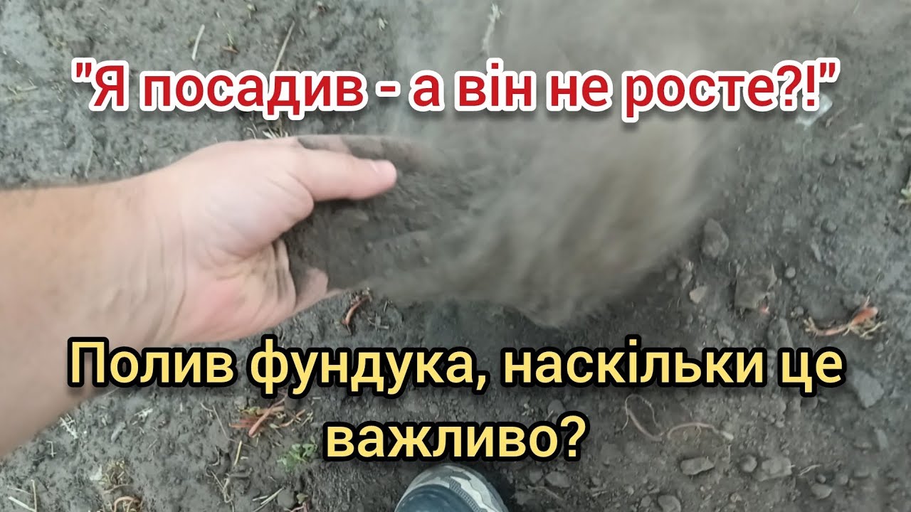 Чи потрібно поливати фундук? Не ждіть чуда! Зміни в кліматі