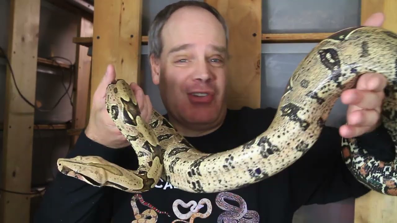 Meet my Boas: Little Mama, Suriname Red Tail Boa