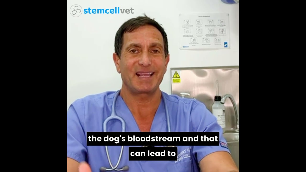 Paracetemol and dogs - Should you give your dog Paracetamol for arthritis?