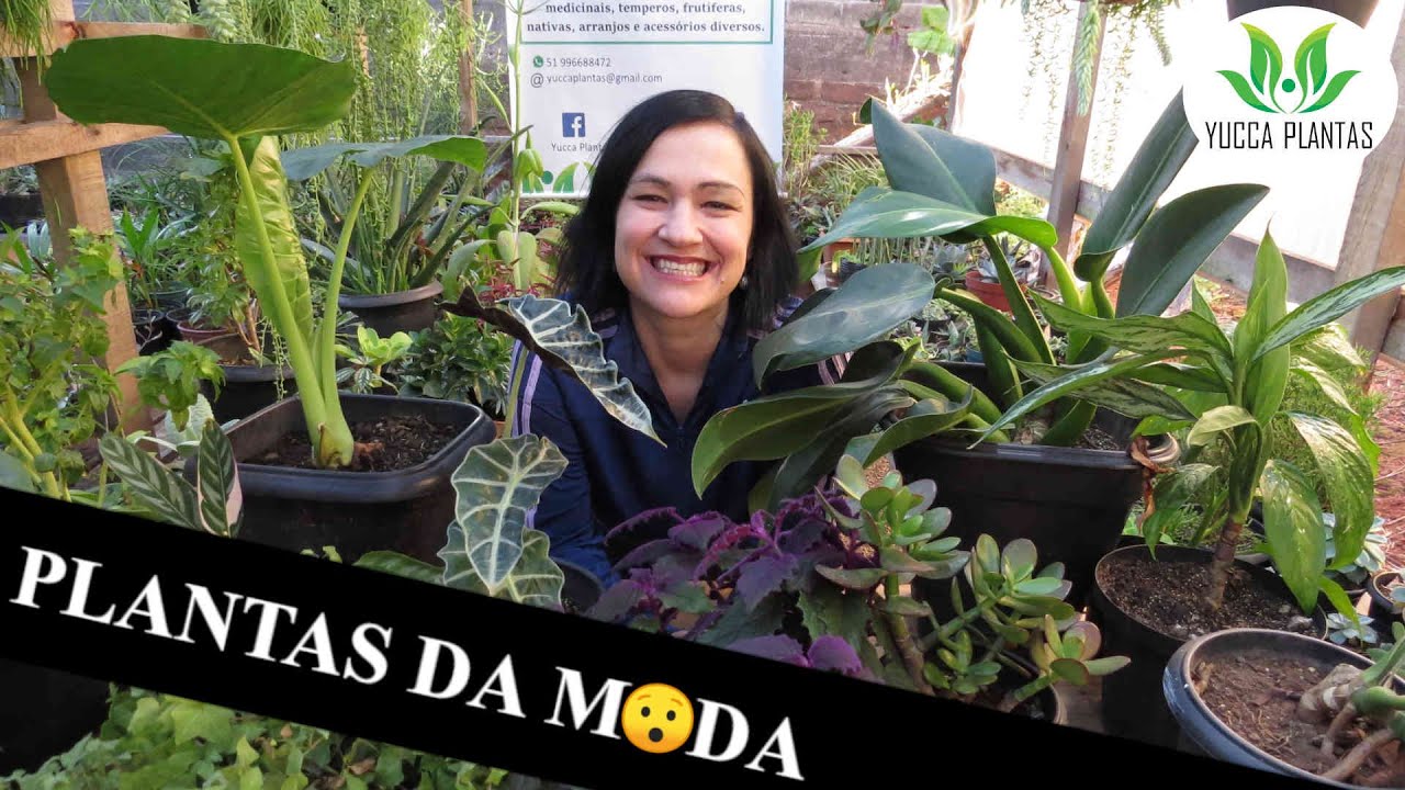 10 plantas da moda!