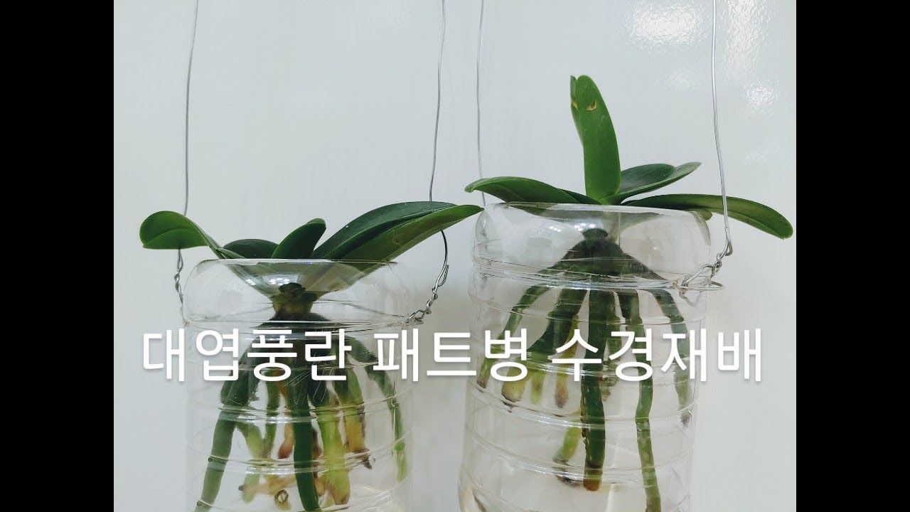 재활용 패트병 대엽풍란 간편 수경재배 화분만드는 방법.