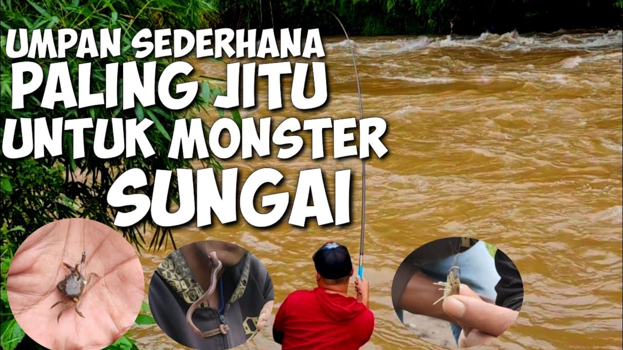 3 Umpan Ini Terbukti Jitu Untuk Mancing Ikan Besar Di Sungai Saat Air Keruh - Mancing Dasaran