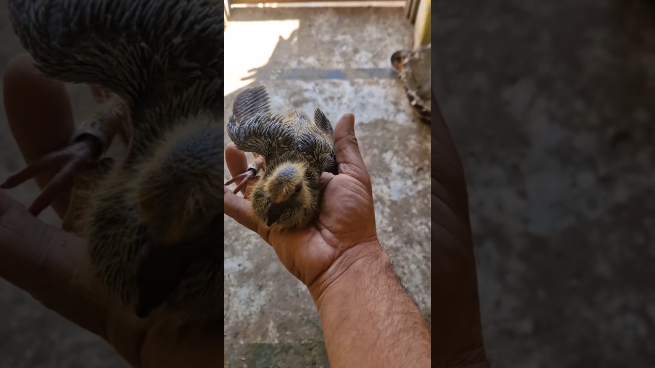 😲pigeon growth very fast😯#youtube#short#video#viral#youtube#Arshid#pigeon#