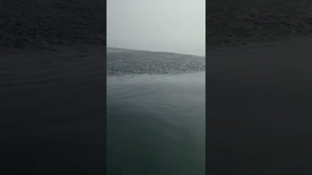 Baitball on the surface!