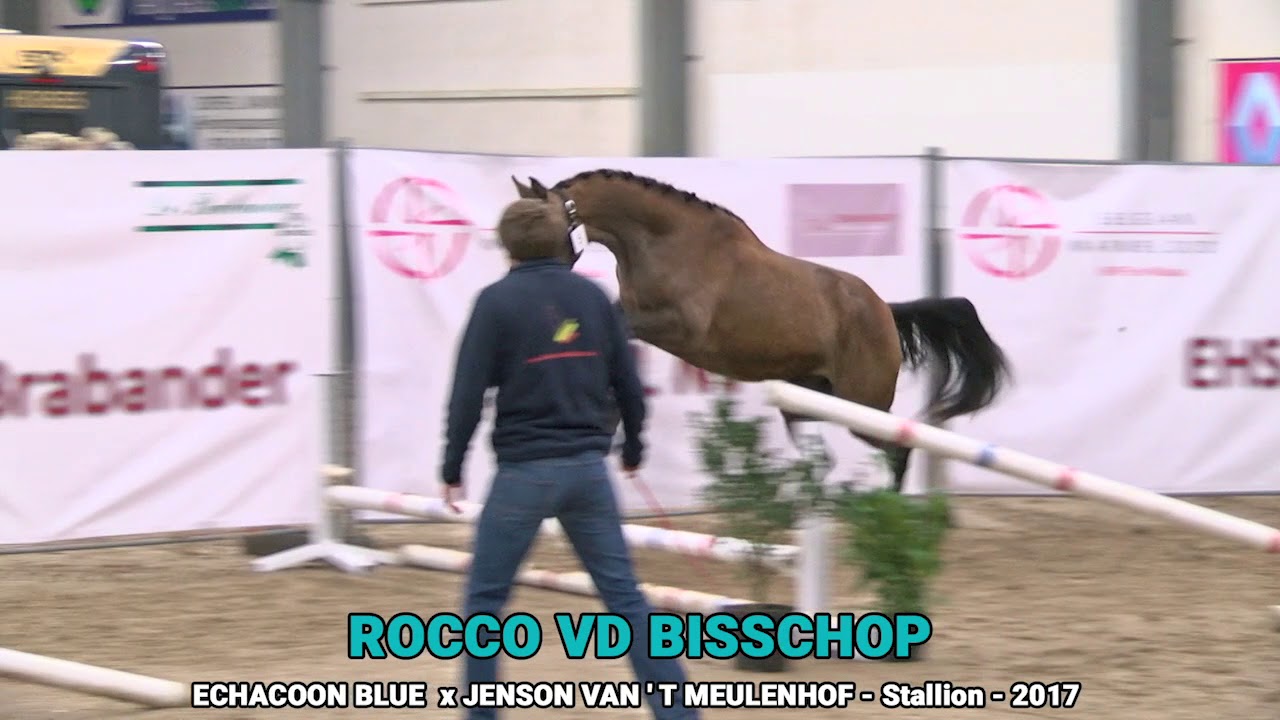 Rocco vd Bisschop (Chaccoon Blue x Jenson van't Meulenhof) - Stallion - 2017