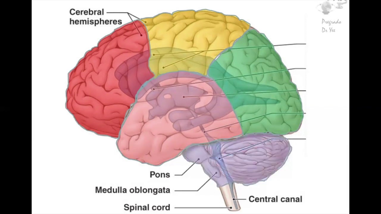 Imagenología II Clase 2:  Tipos de TC cerebro anatomía TC cerebro