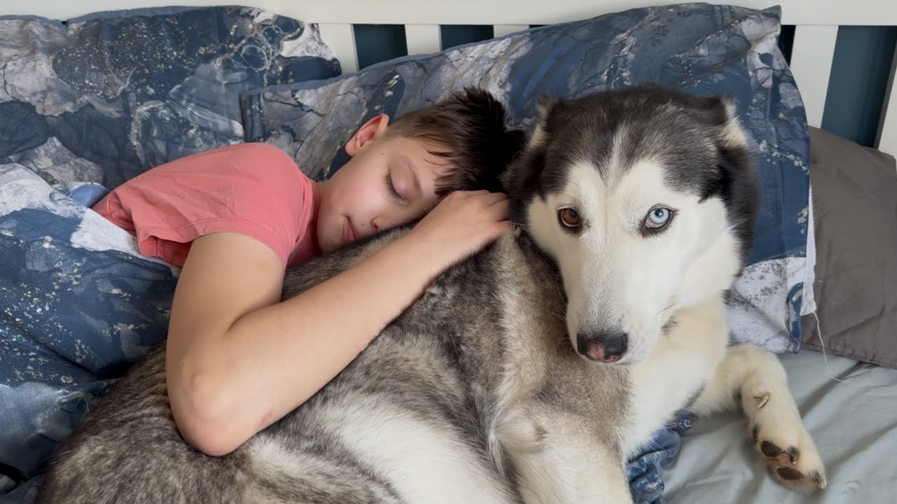 Hilarious Husky Sneaks Into Teenagers Room & Wakes Him Up In The Cutest & Wildest Way! 