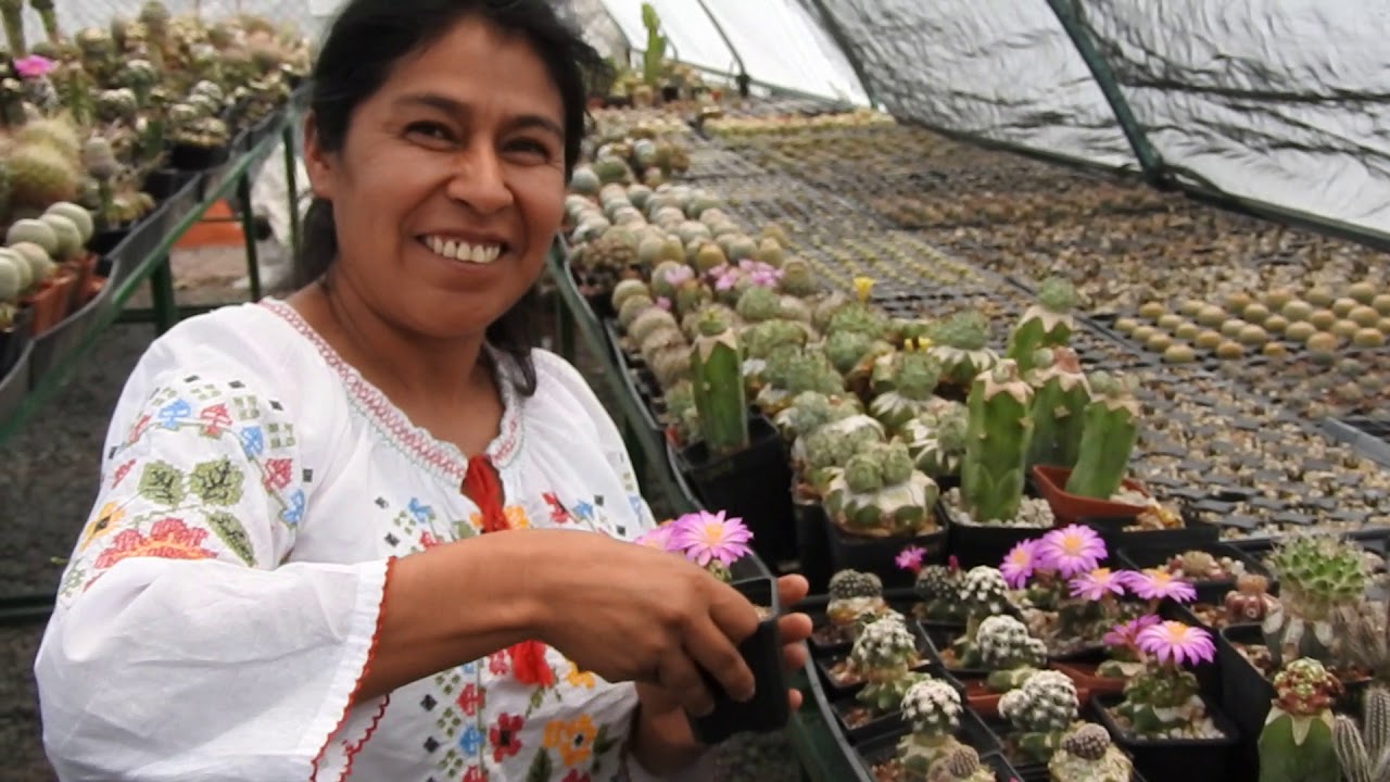 Polinizando Cactáceas.