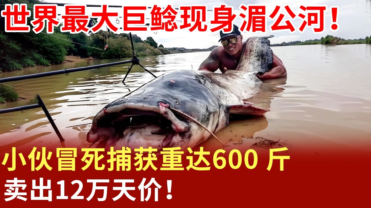 世界最大巨鲶现身湄公河！小伙冒死捕获重达600 斤，卖出12万天价！【科普中国路】