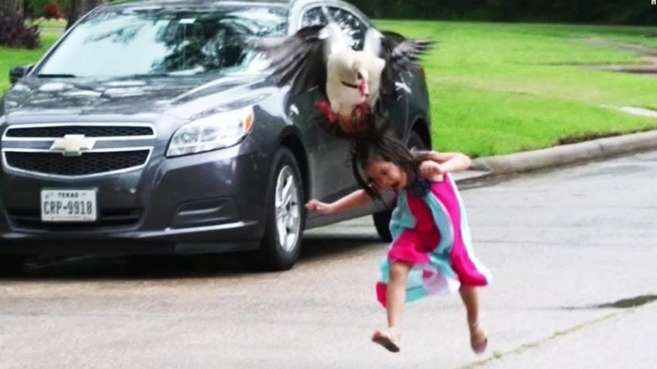 Funny Evil Goose Chasing People||Funny Everyday