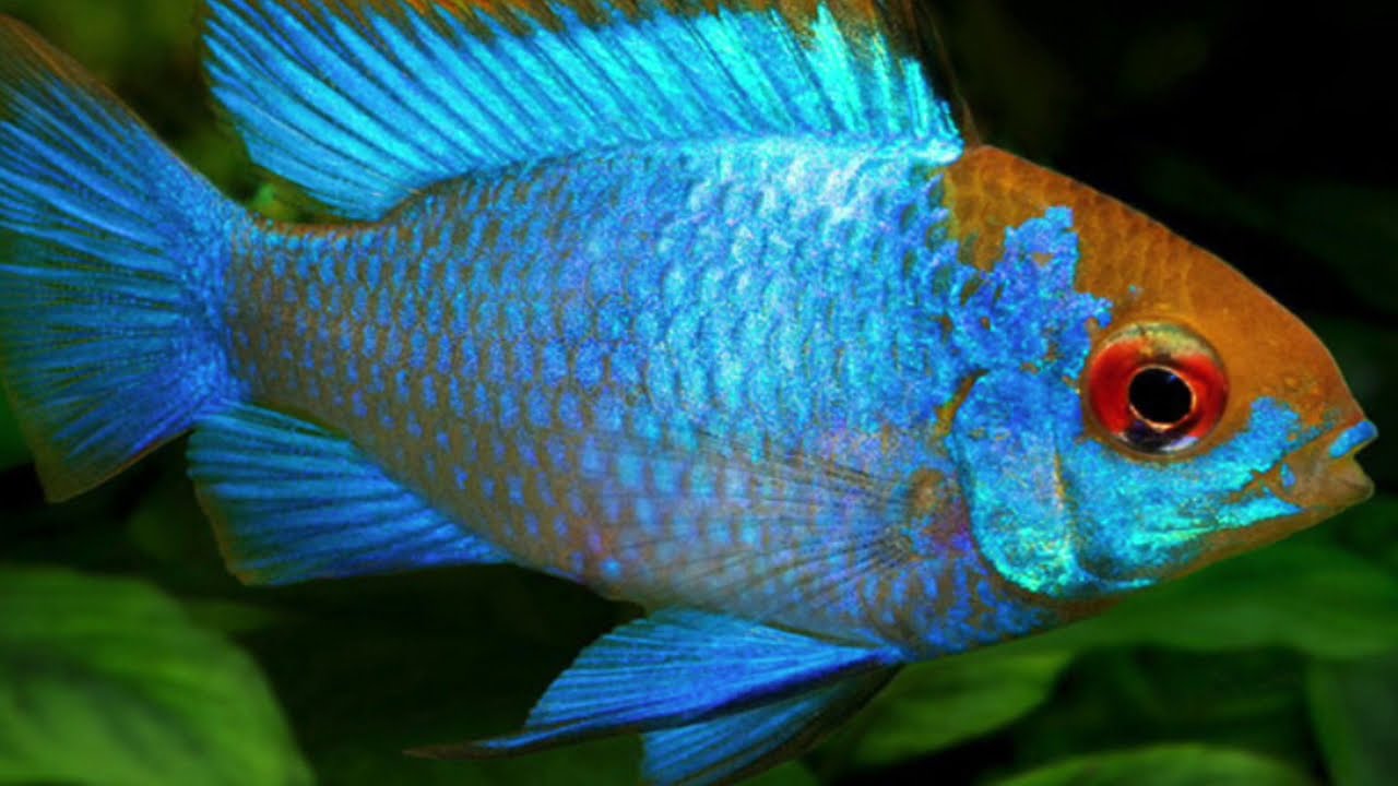 5 cool stocking ideas for a 20 gallon tank