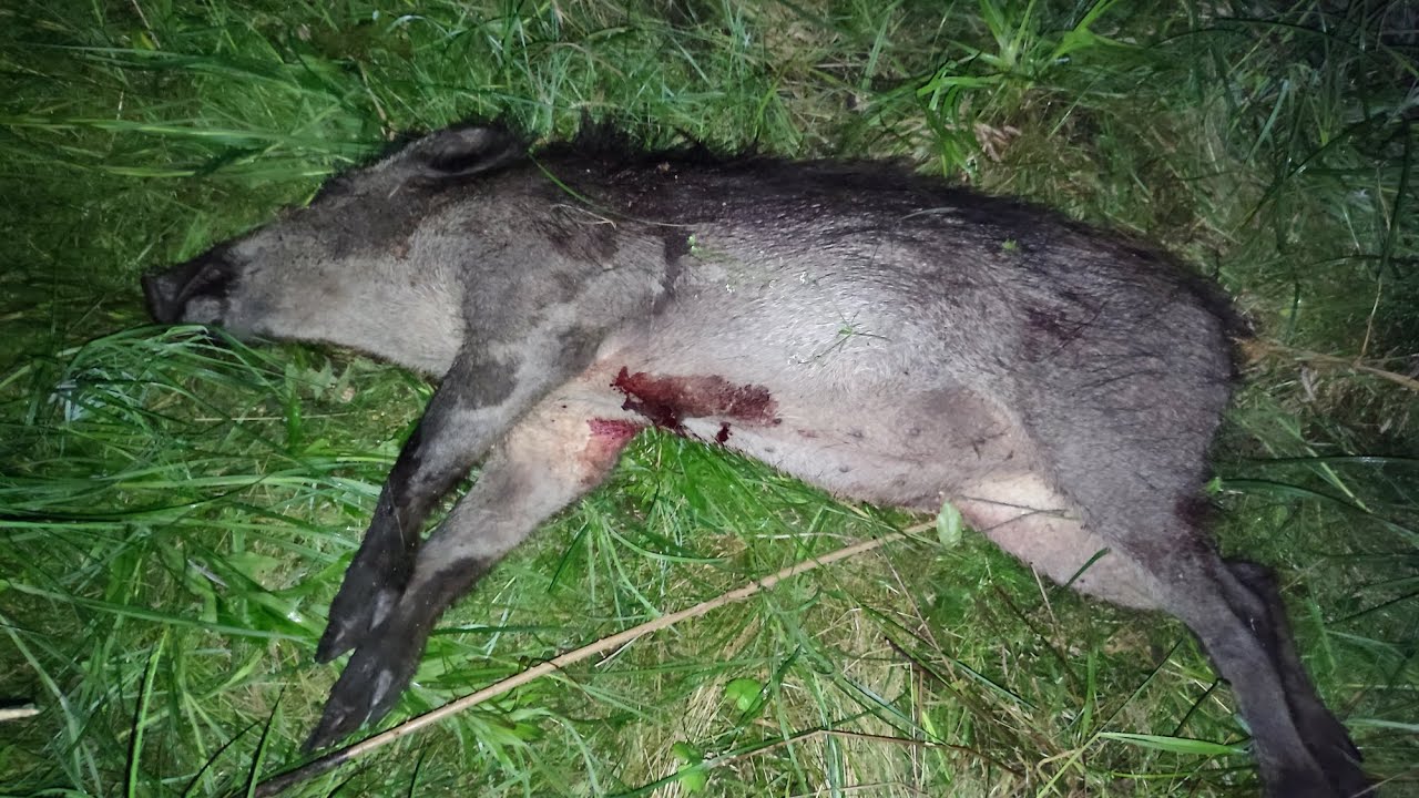 Pard NV 007 V przelatek