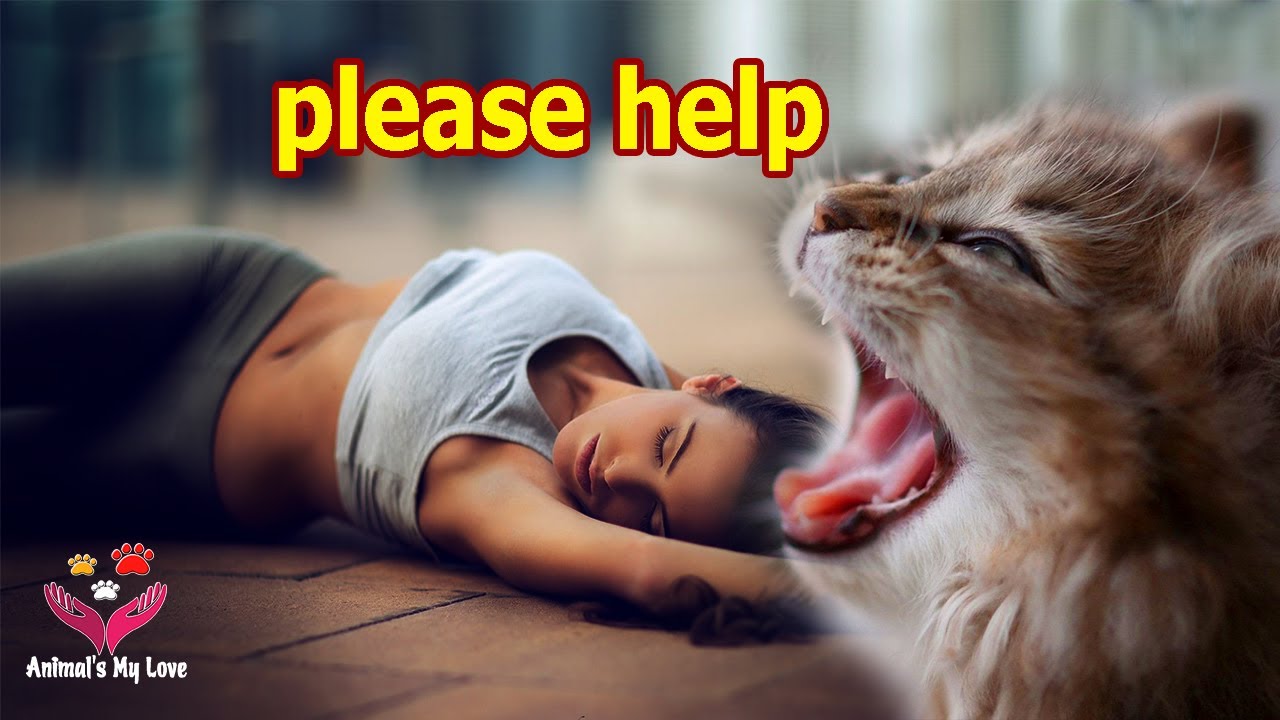 My cat called someone to save me when I had a stroke, Animals My Love