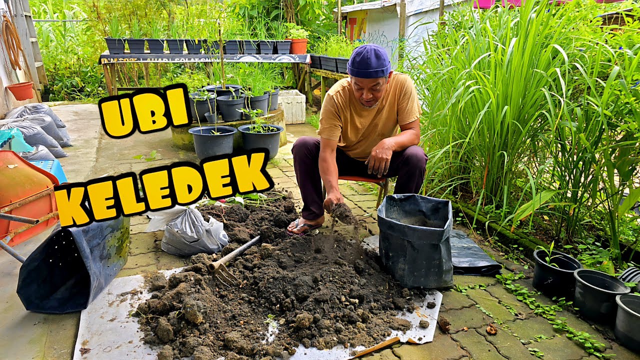 ✅️ CARA MUDAH TANAM UBI KELEDEK. SETIAP BULAN TUAI HASIL