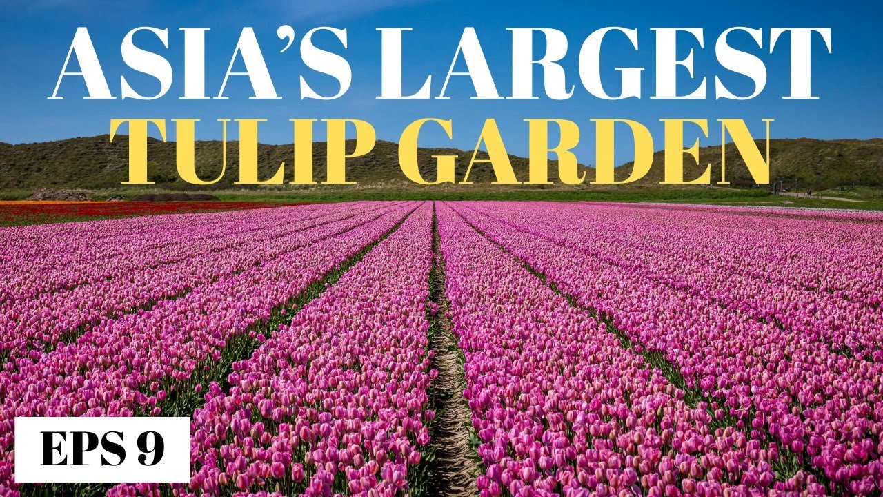 Asia’s Largest Tulip Garden Kashmir 🌷 | Heaven of Colours | Full Vlog