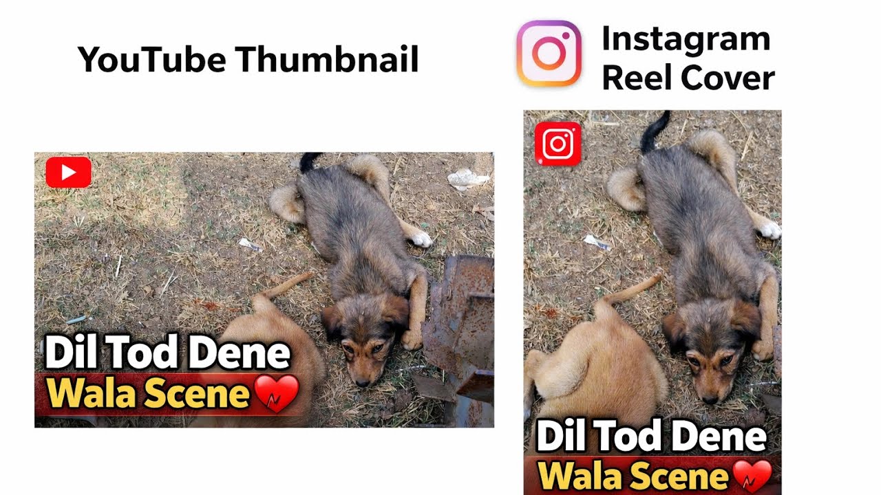Doges Aamir Khan ka nidhan ho gaya 😭😭😭😭😭😭