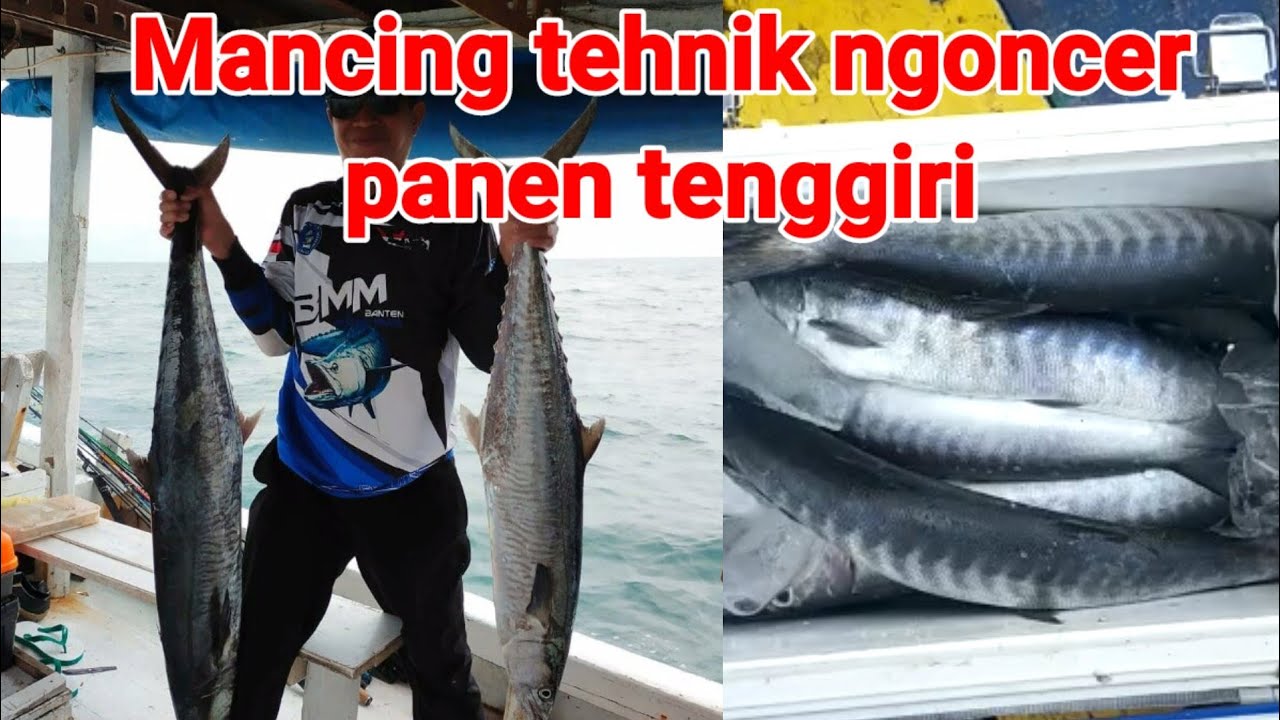 Mancing ngapung tehnik ngoncer panen tenggiri @BirinKreator88