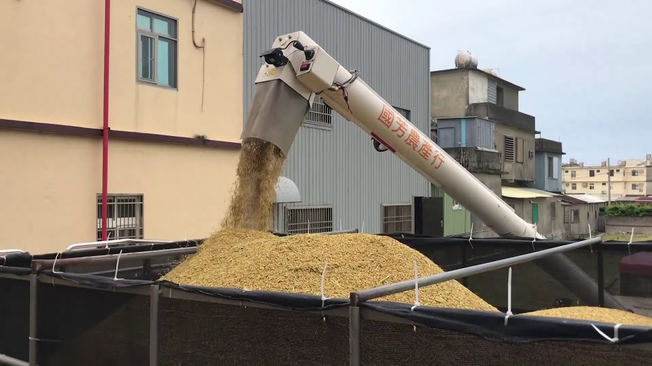 稻米收割 | 農作日常/How to harvest rice Taiwan