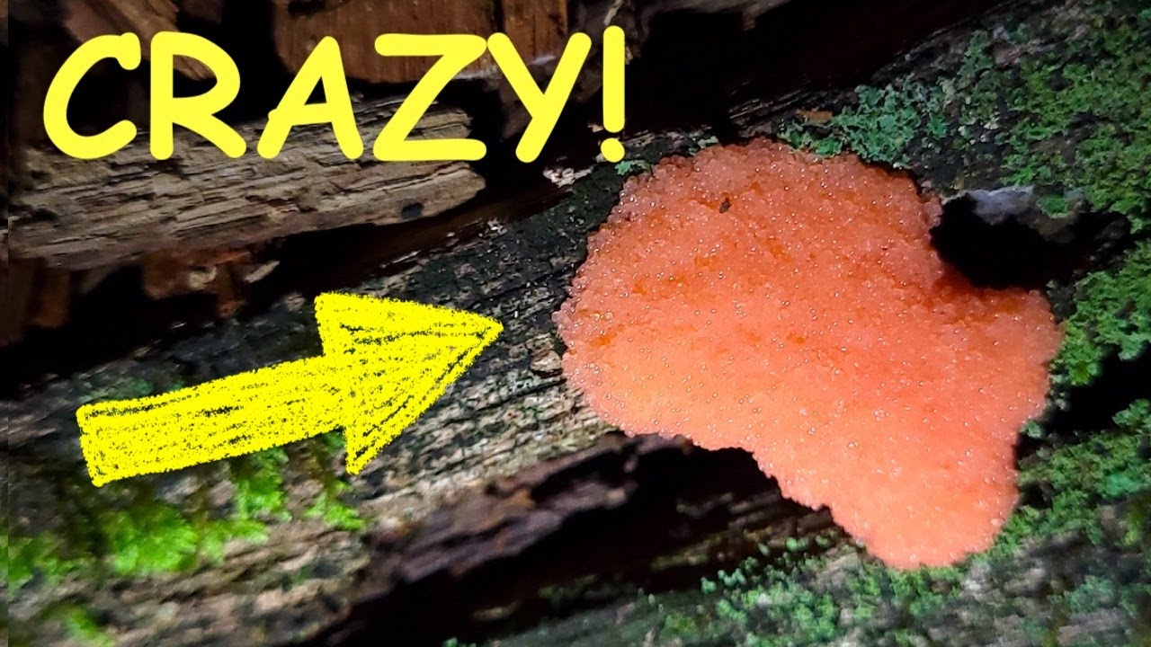 Amazing Animals Come Out At Night!