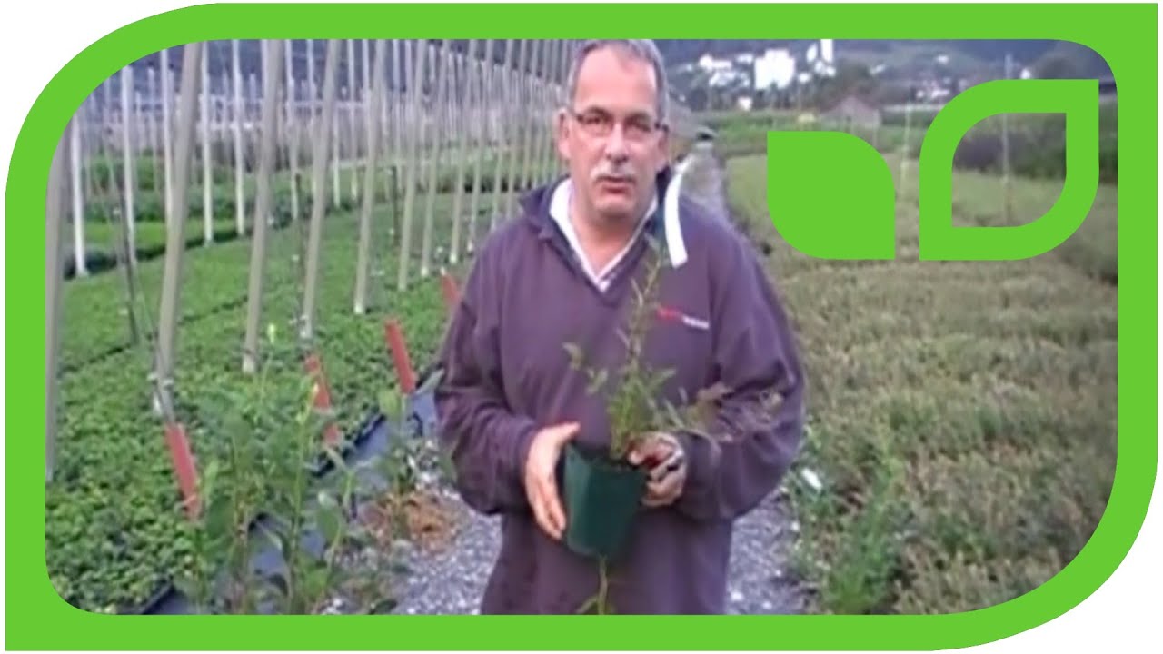 How to prune blueberries