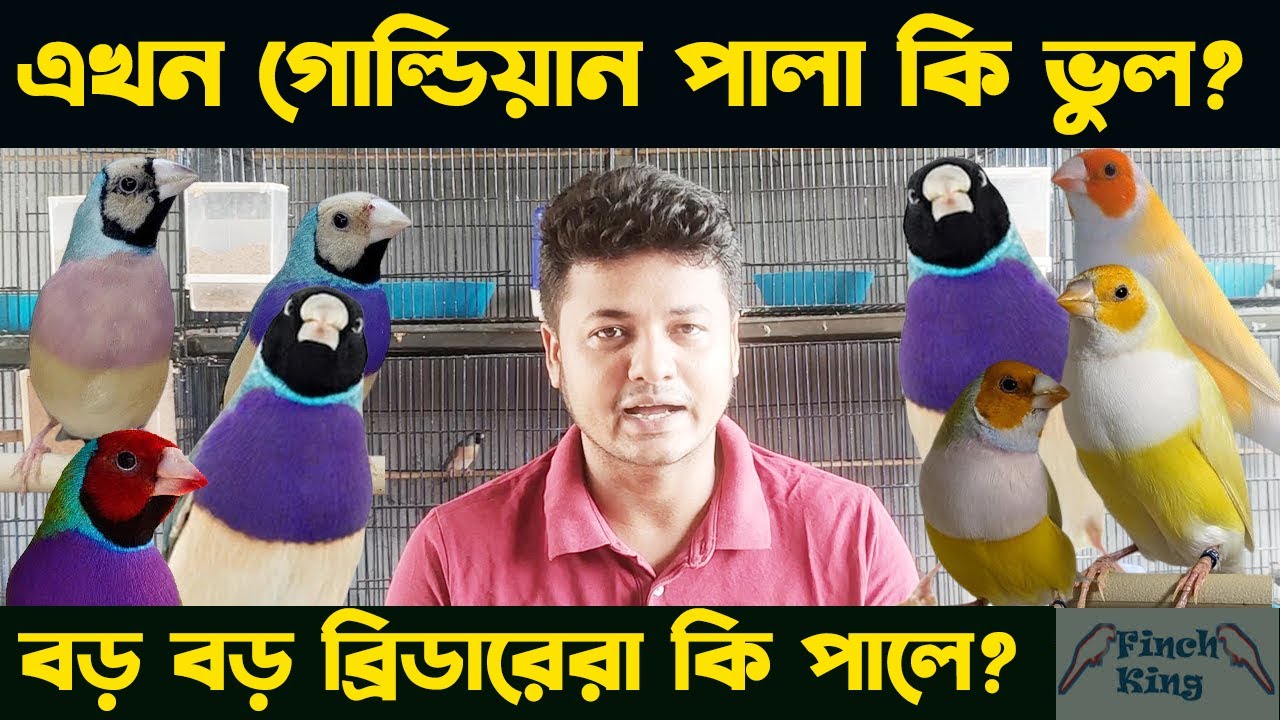 Gouldian Finch Breeding Setup - গোল্ডিয়ান ফিঞ্চ পালনের সম্পূর্ণ গাইড