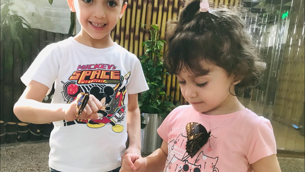 20- حديقة الفراشات 2021 دبي Dubai Butterfly Garden