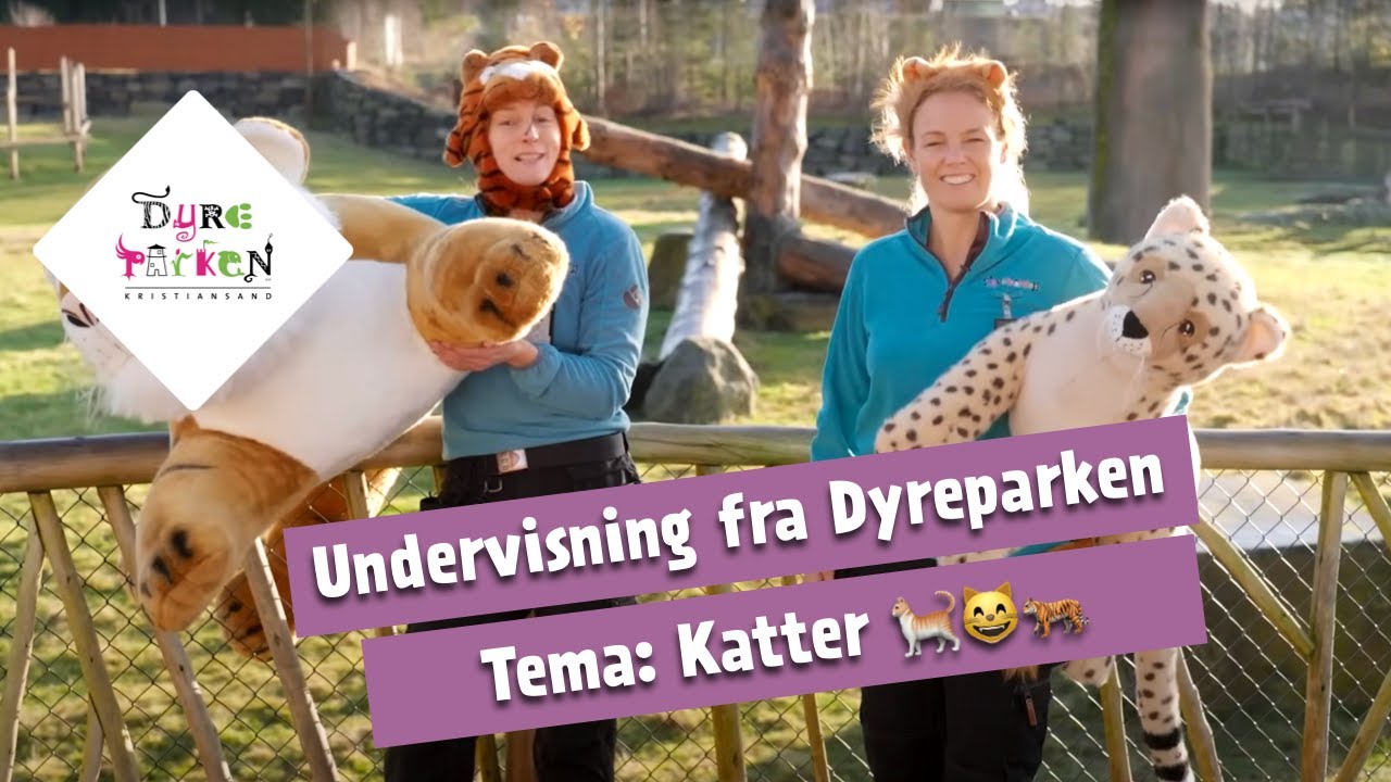 Undervisning fra Dyreparken: Katter 🐈😸🐅