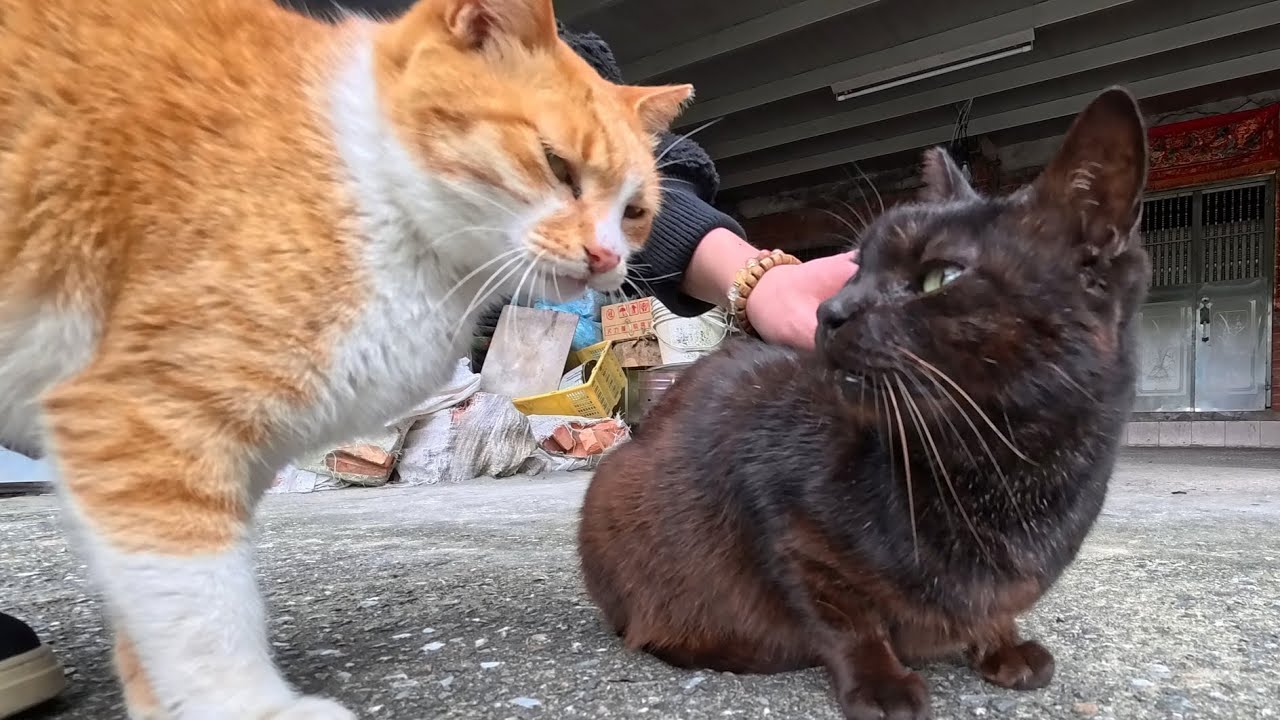 Ты тоже хочешь меня погладить!🐾 Бездомная кошка наблюдает за выражением мордочки своего друга сзади😹